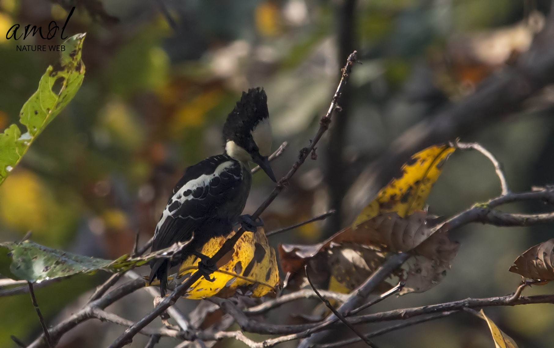 Heart-spotted Woodpecker